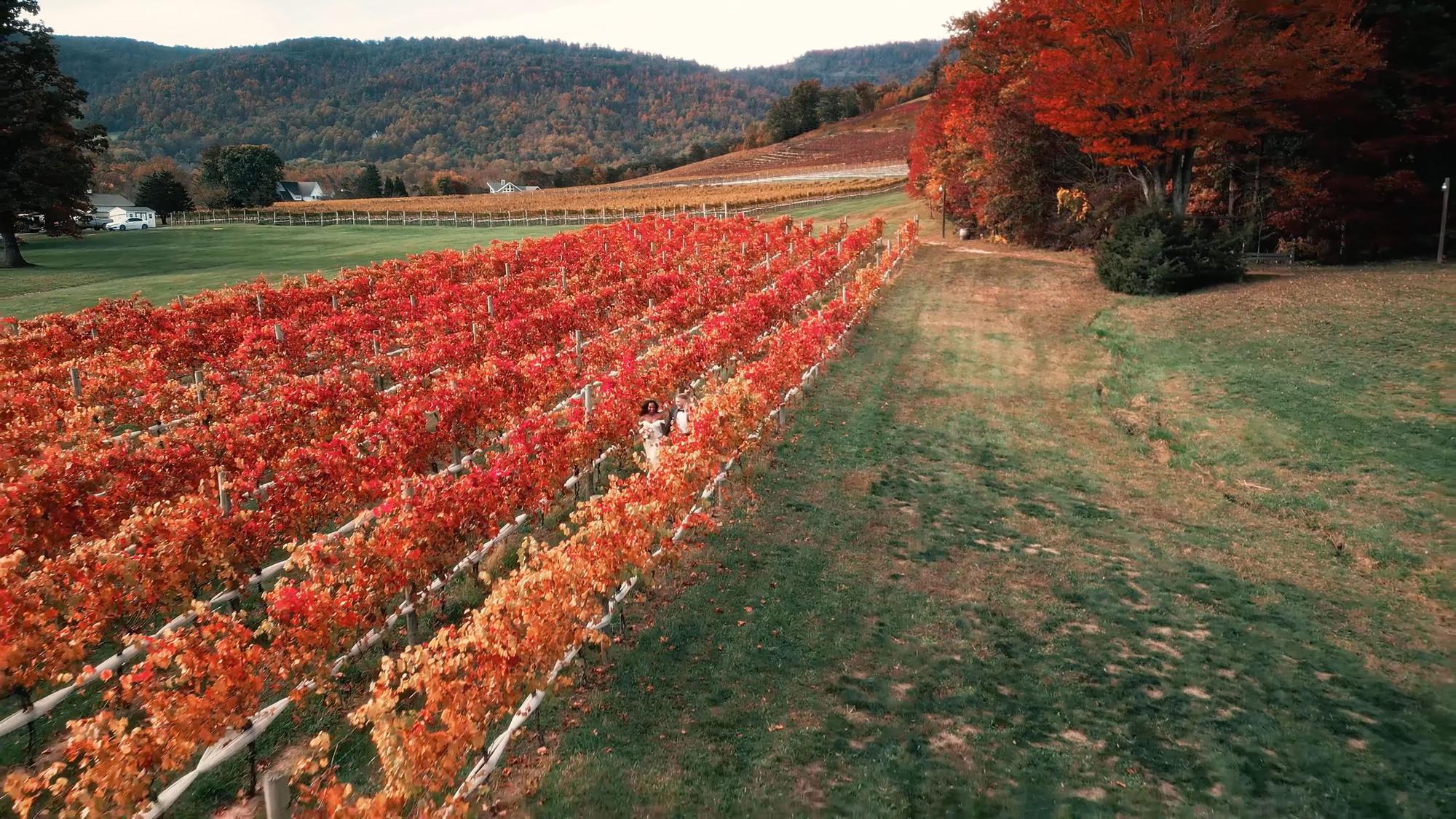 Aerial view of an autumn vineyard ceremony